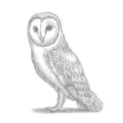 Barn Owl Drawing Fine Art