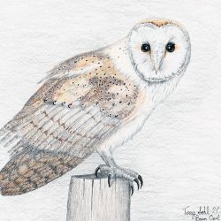 Barn Owl Drawing Hand drawn
