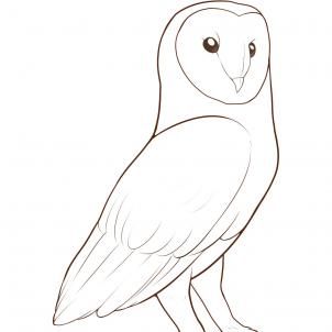 Barn Owl Drawing Hand drawn Sketch
