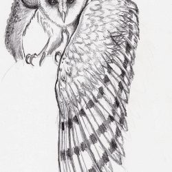 Barn Owl Drawing Sketch