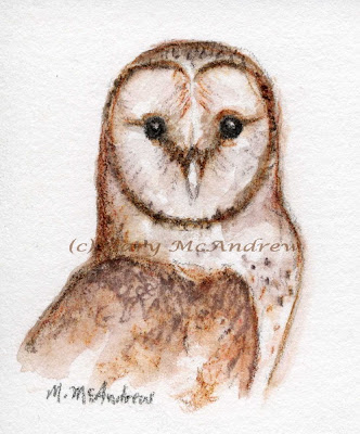 Barn Owl, Habitat Specialist, Unique Plumage, Nocturnal Predator, Silent Flight Drawing