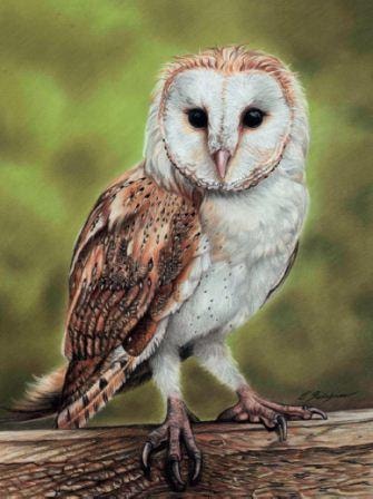 Barn Owl, Nocturnal Predator, Ghostly Presence, Silent Hunter, Winged Beauty Drawing