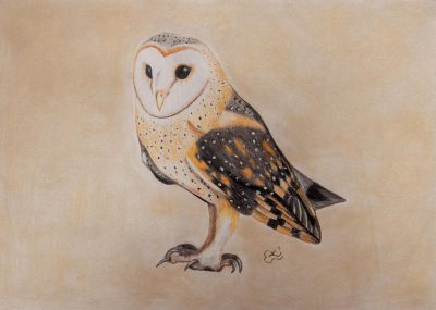 Barn Owl, Nocturnal Predator, Rodent Hunter, Silent Flight, Distinctive Face Drawing