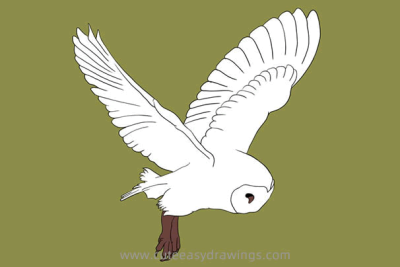 Barn Owl, Habitat Specialist, Unique Plumage, Nocturnal Predator, Silent Flight Drawing