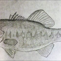 Bass Drawing Photo