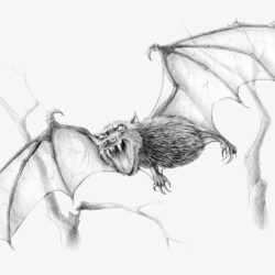 Bat Drawing Hand drawn