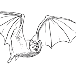 Bat Drawing Hand drawn Sketch