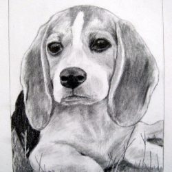 Beagle Drawing Amazing Sketch