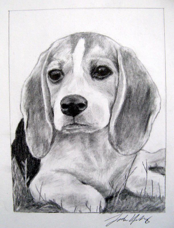 Beagle Drawing Amazing Sketch
