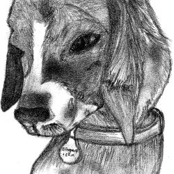 Beagle Drawing Art