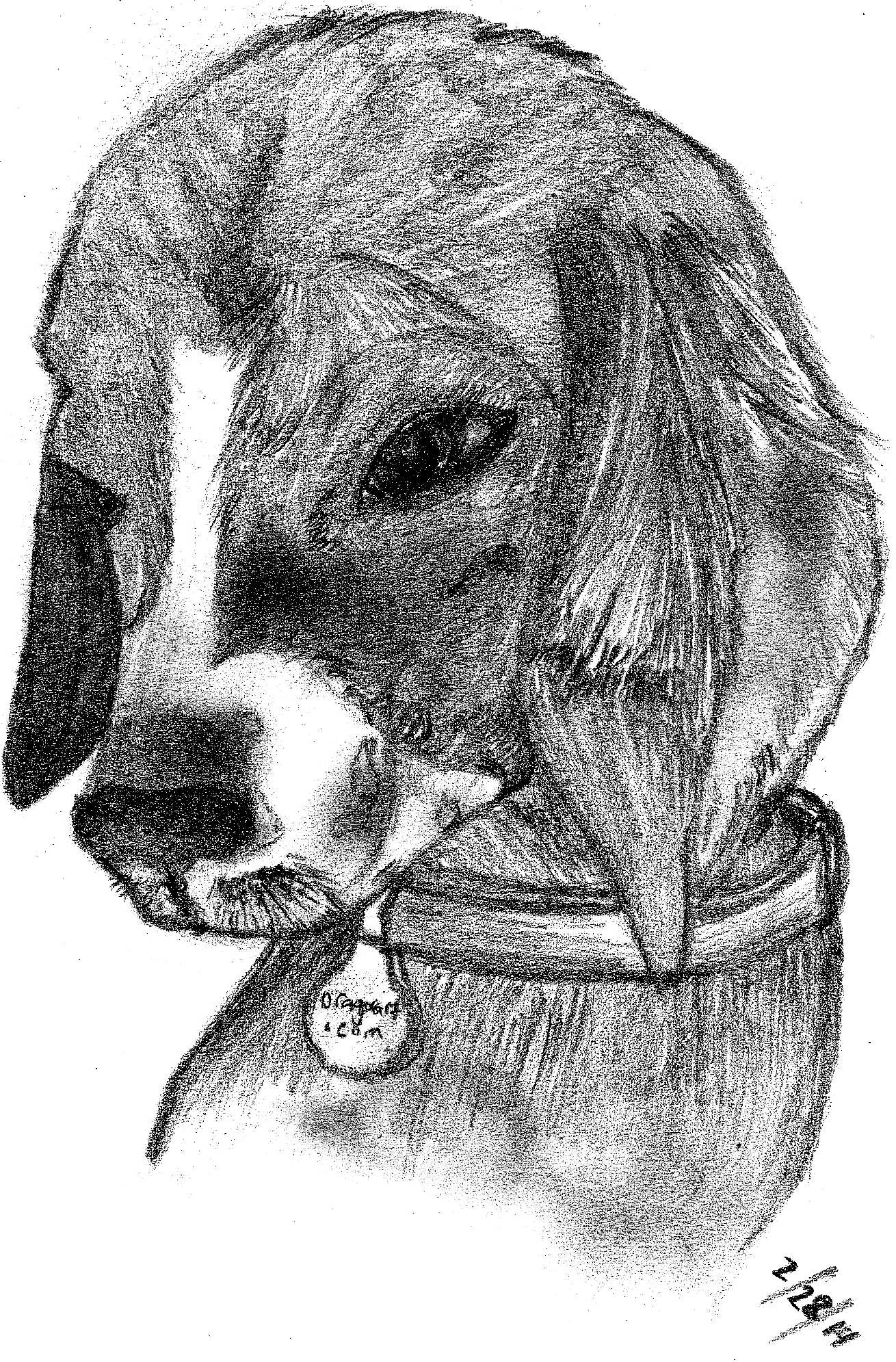 Beagle Drawing Art
