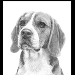 Beagle Drawing Artistic Sketching