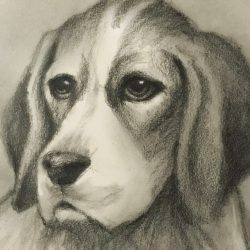 Beagle Drawing Beautiful Artwork