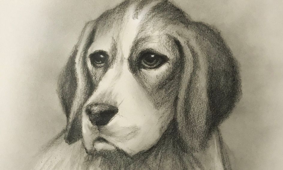 Beagle Drawing Beautiful Artwork