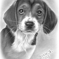 Beagle Drawing Creative Style