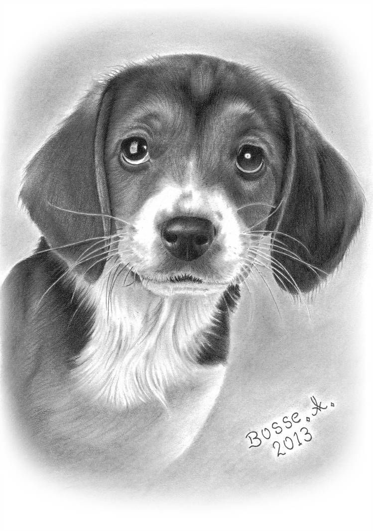 Beagle Drawing Creative Style