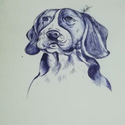 Beagle Drawing Detailed Sketch