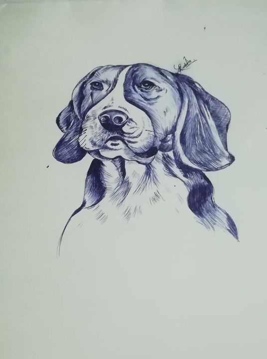 Beagle Drawing Detailed Sketch