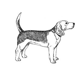 Beagle Drawing Fine Art