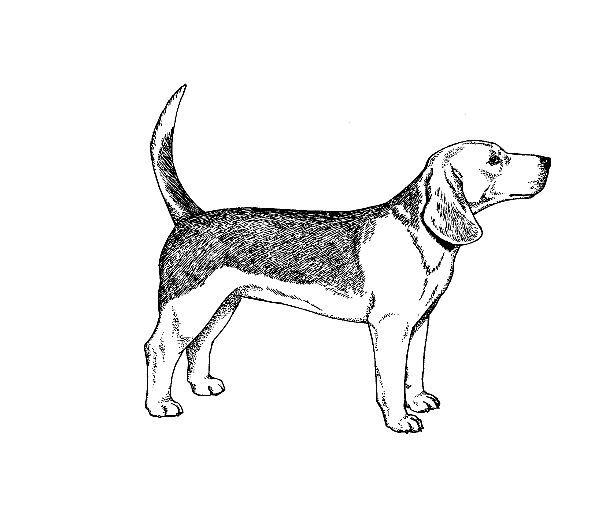Beagle Drawing Fine Art