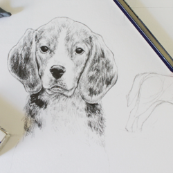 Beagle Drawing Hand drawn