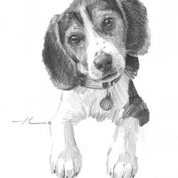 Beagle Drawing Hand drawn Sketch