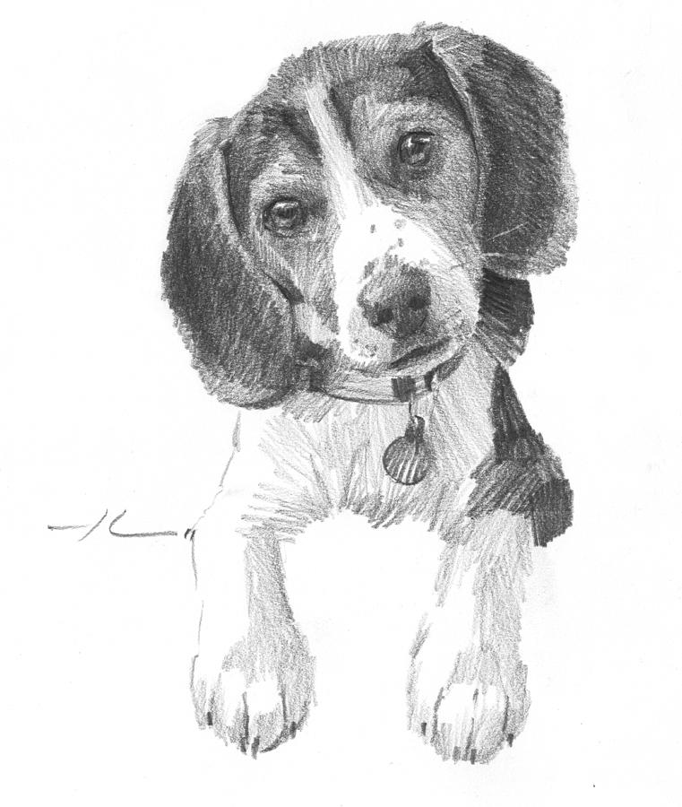 Beagle Drawing Hand drawn Sketch