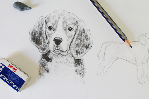 Beagle Drawing Hand drawn