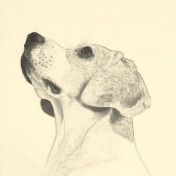 Beagle Drawing Image