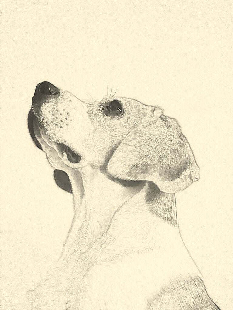 Beagle Drawing Image