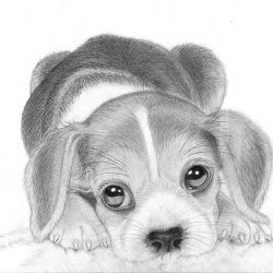 Beagle Drawing Photo