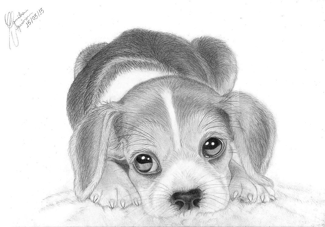 Beagle Drawing Photo
