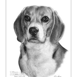 Beagle Drawing Picture