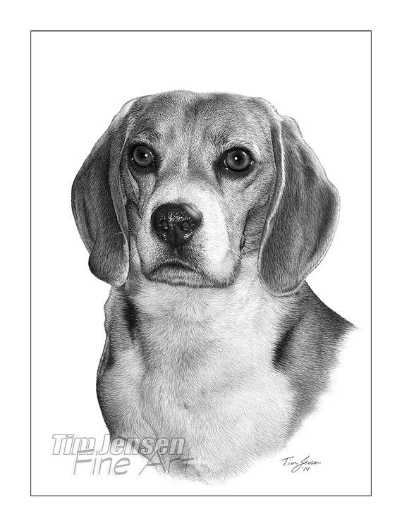 Beagle Drawing Picture