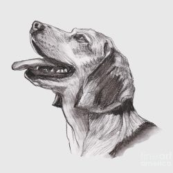 Beagle Drawing Realistic Sketch