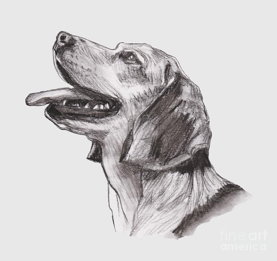 Beagle Drawing Realistic Sketch