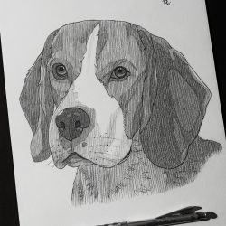 Beagle Drawing Stunning Sketch