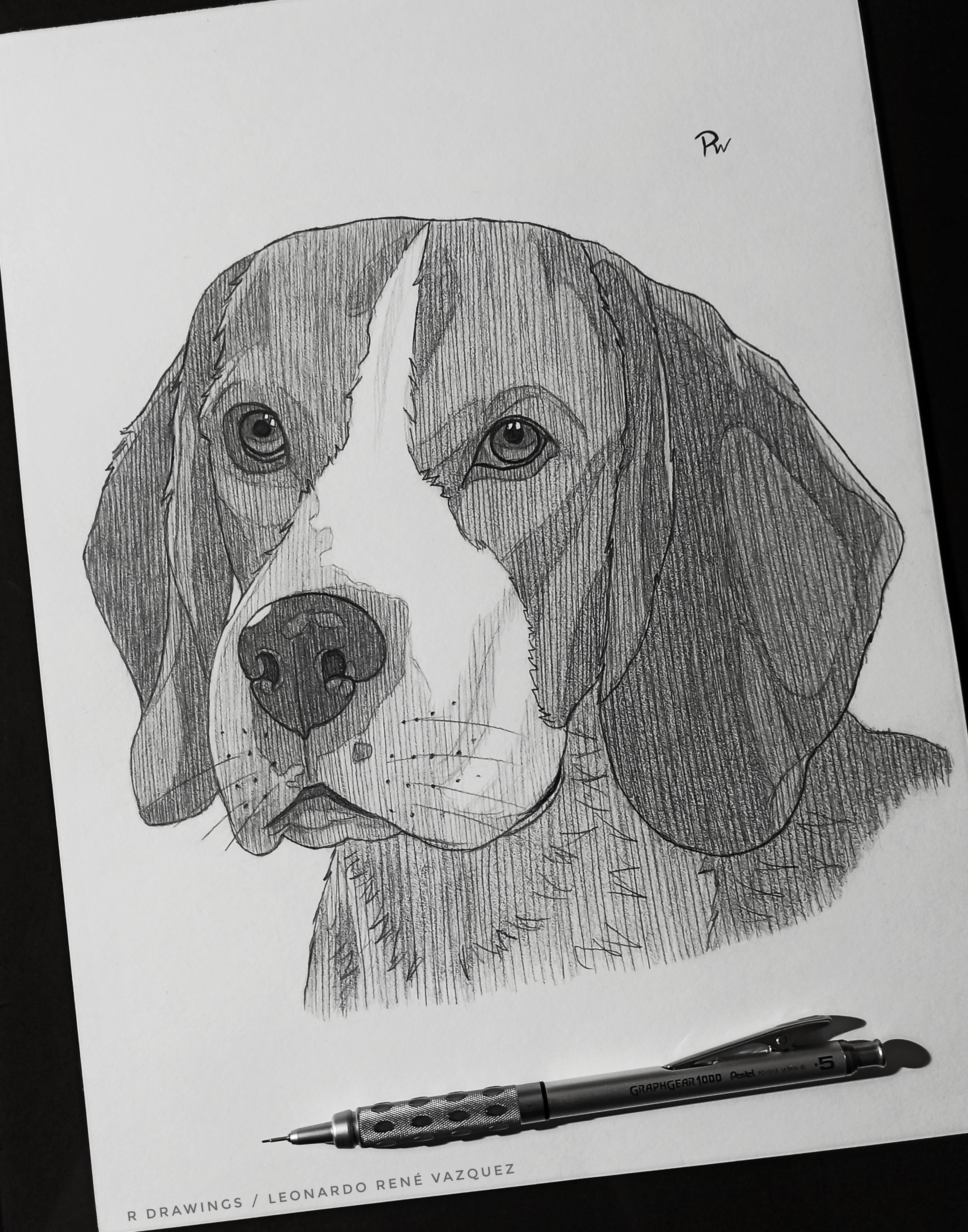 Beagle Drawing Stunning Sketch