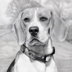 Beagle Drawing Unique Art