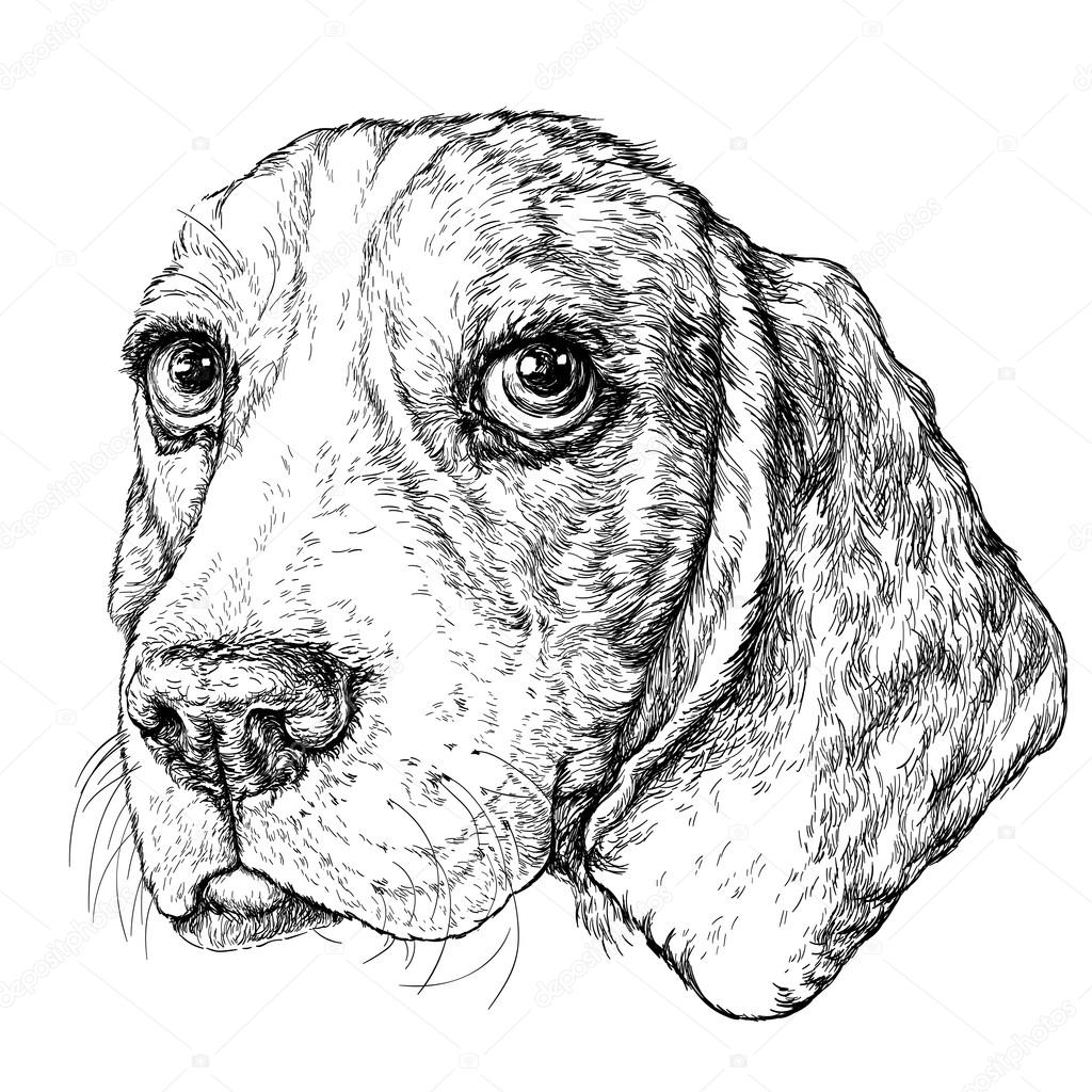 Beagle Drawing