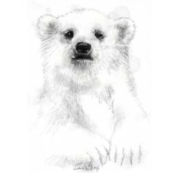 Bear Cute Drawing Detailed Sketch