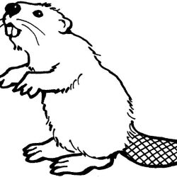 Beaver Drawing Amazing Sketch