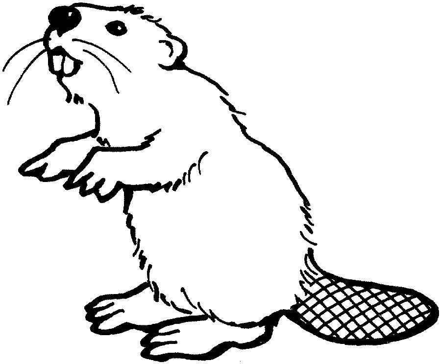 Beaver Drawing Amazing Sketch
