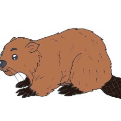 Beaver Drawing Art