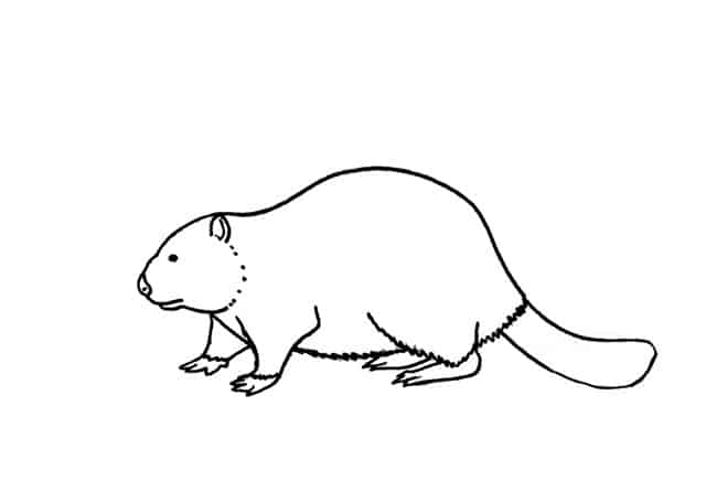 Beaver Drawing Artistic Sketching