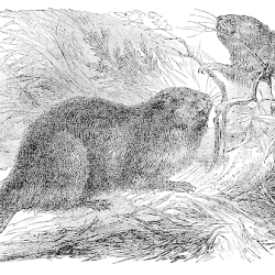 Beaver Drawing Hand drawn Sketch