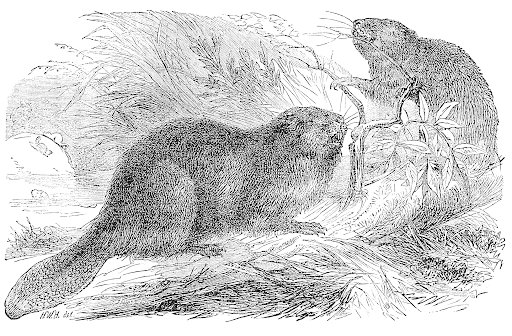 Beaver Drawing Hand drawn Sketch