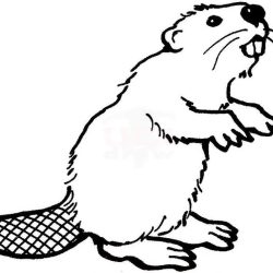 Beaver Drawing Realistic Sketch