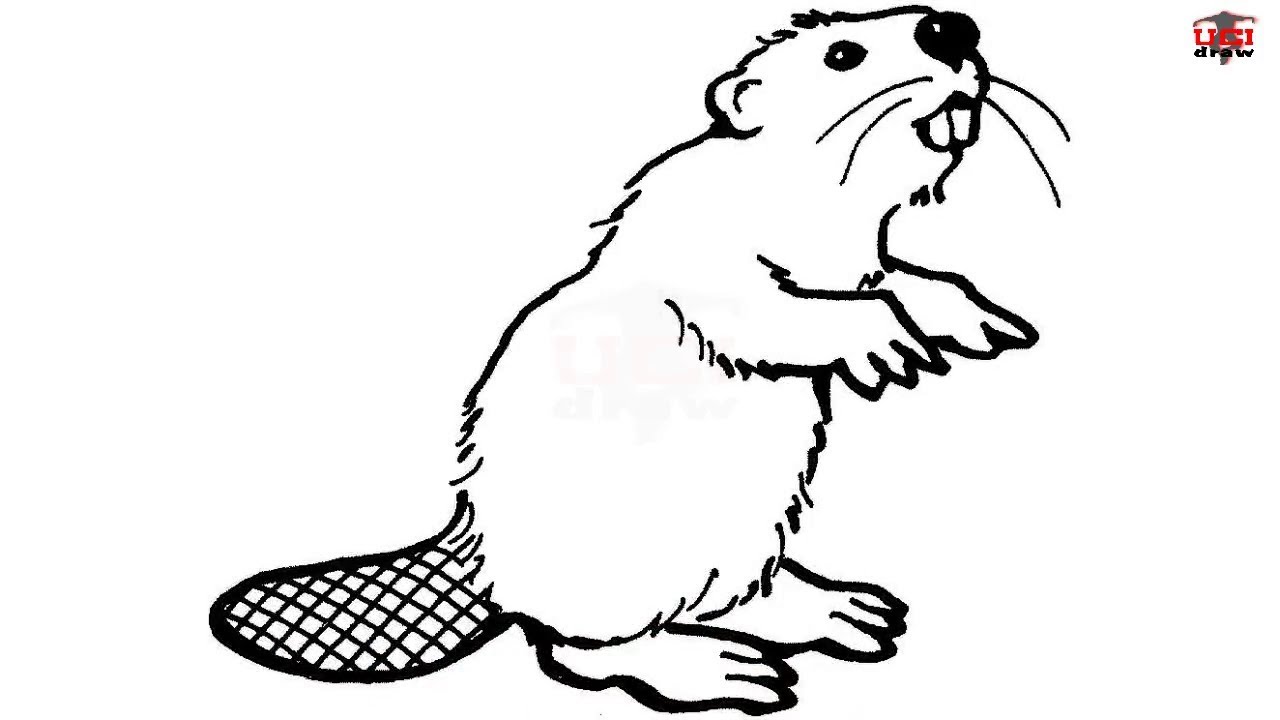 Beaver Drawing Realistic Sketch