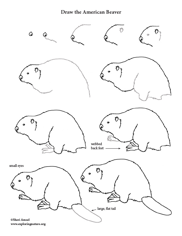 Beaver Drawing Stunning Sketch